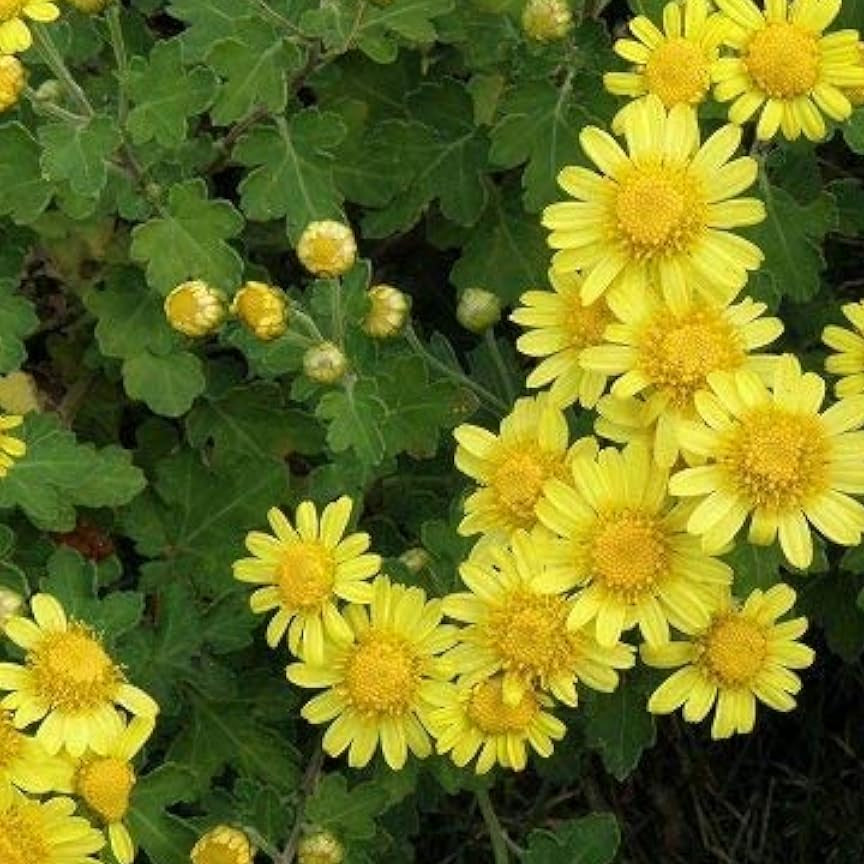 Ground Cover Chrysanthemum Seeds up to 50%