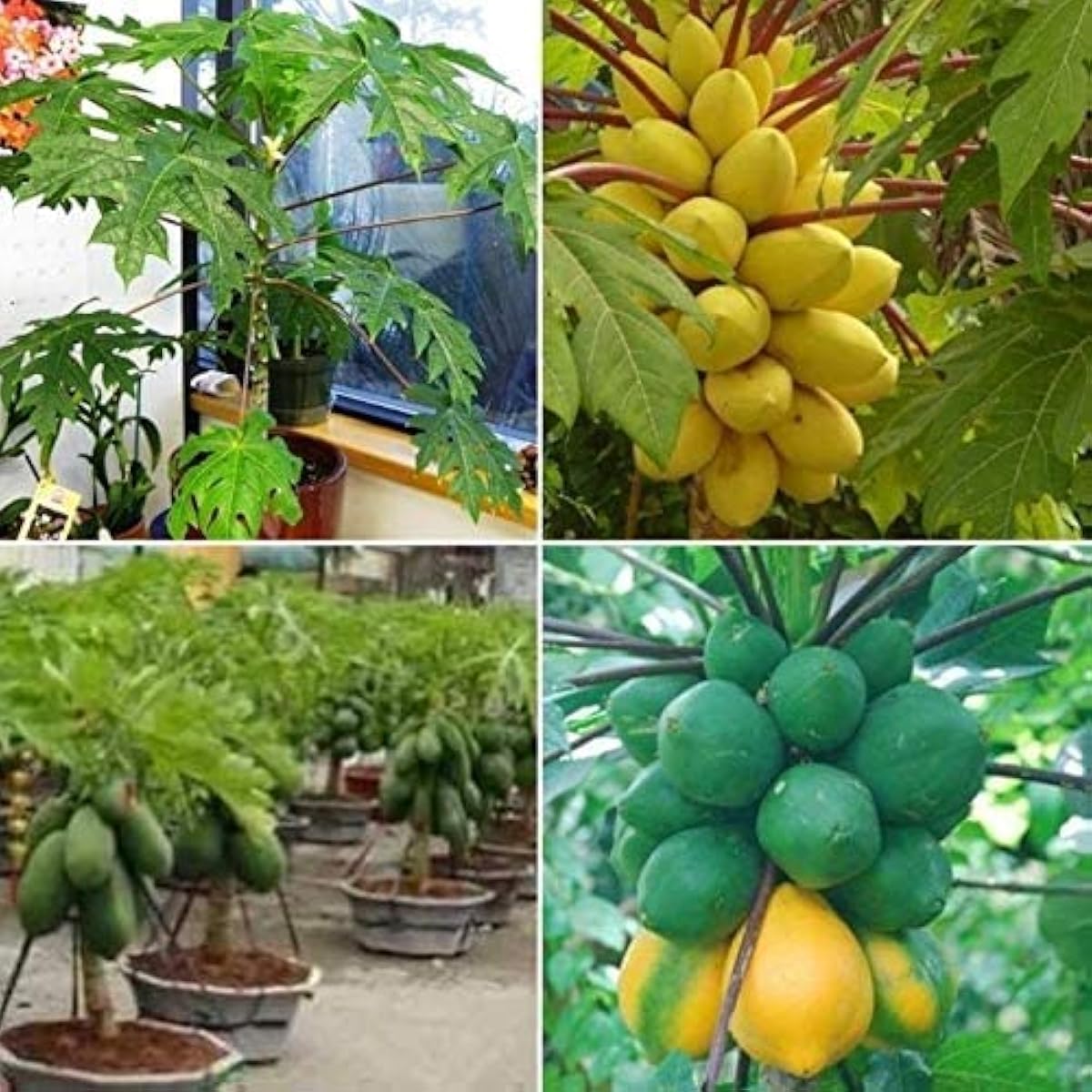 Papaya Fruit Seeds prime day up to 50%