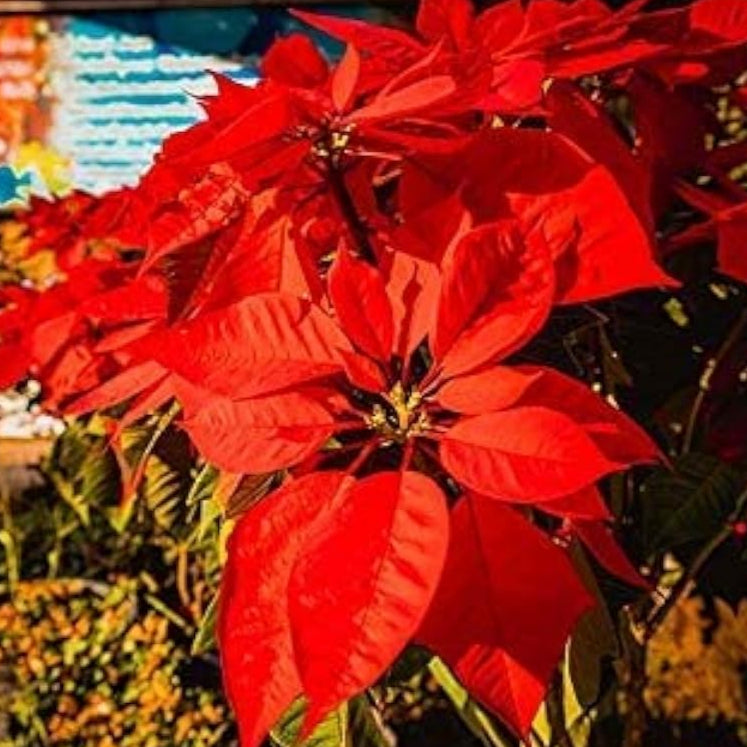 Red Lady Papaya Seeds Up to 50% Off