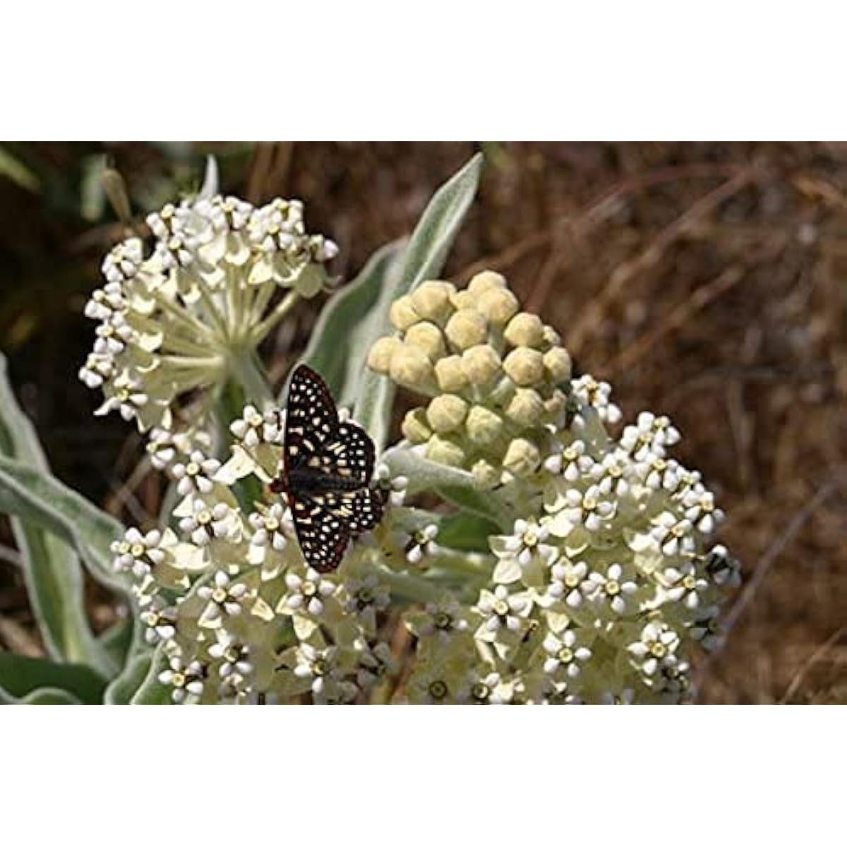Asclepias eriocarpa Seeds up to 50%