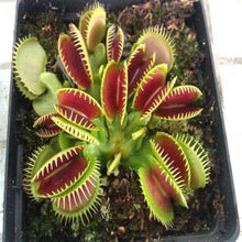 Venus Flytrap Seeds