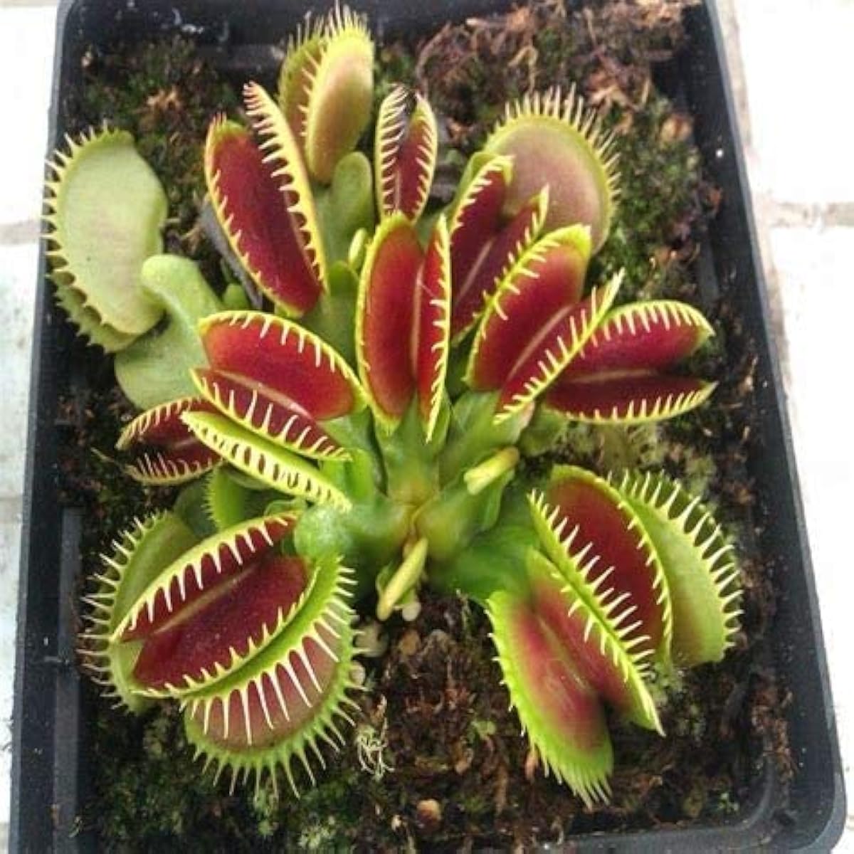 Venus Flytrap Plant Seeds Up to 50% Off