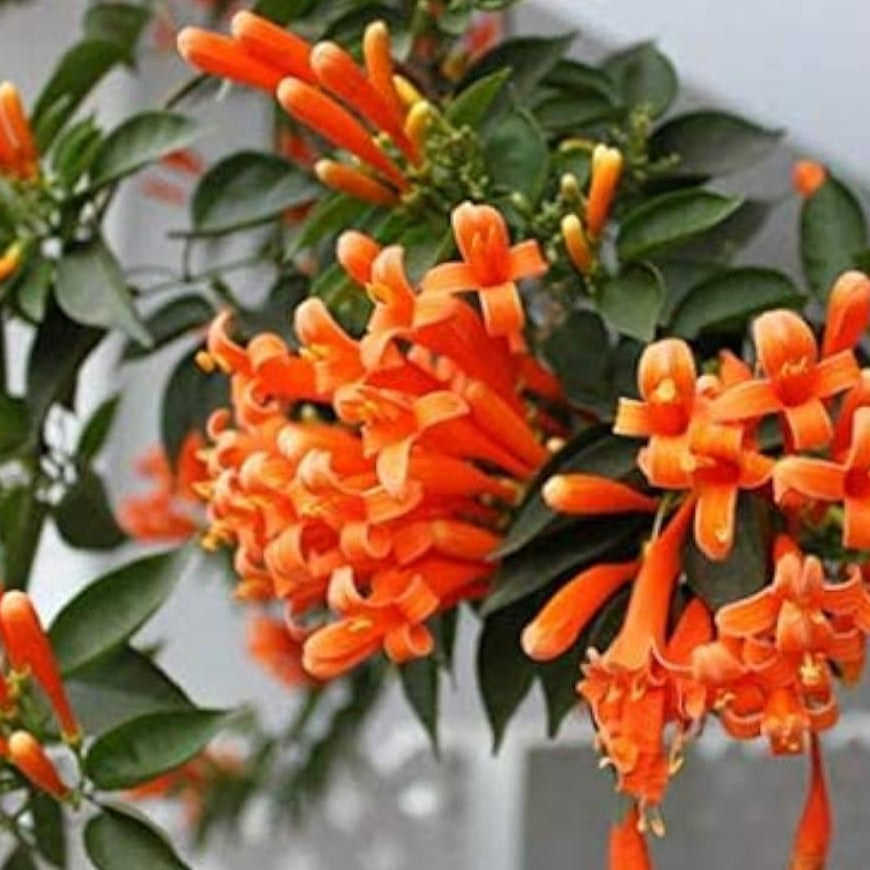 Orange Pyrostegia Venusta Plant Seeds – Vibrant Climbing Flower – prime day up to 50%