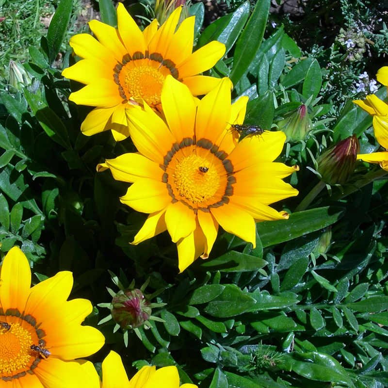 Gazania Rigens Seeds - Mix Dwarf Larger Packet High Germination 800-4000 Onsaleseeds