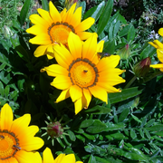 Gazania Seeds - Dwarf Mix