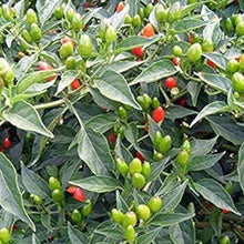 Chile Pequin Pepper Seeds