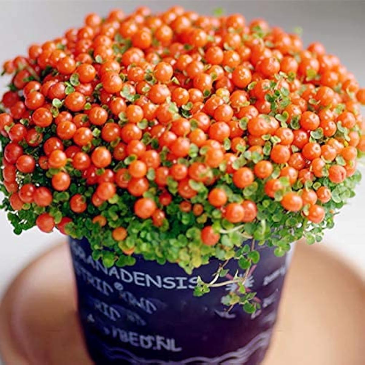 Lamp Beads Grass Seeds ¨C up to 50%