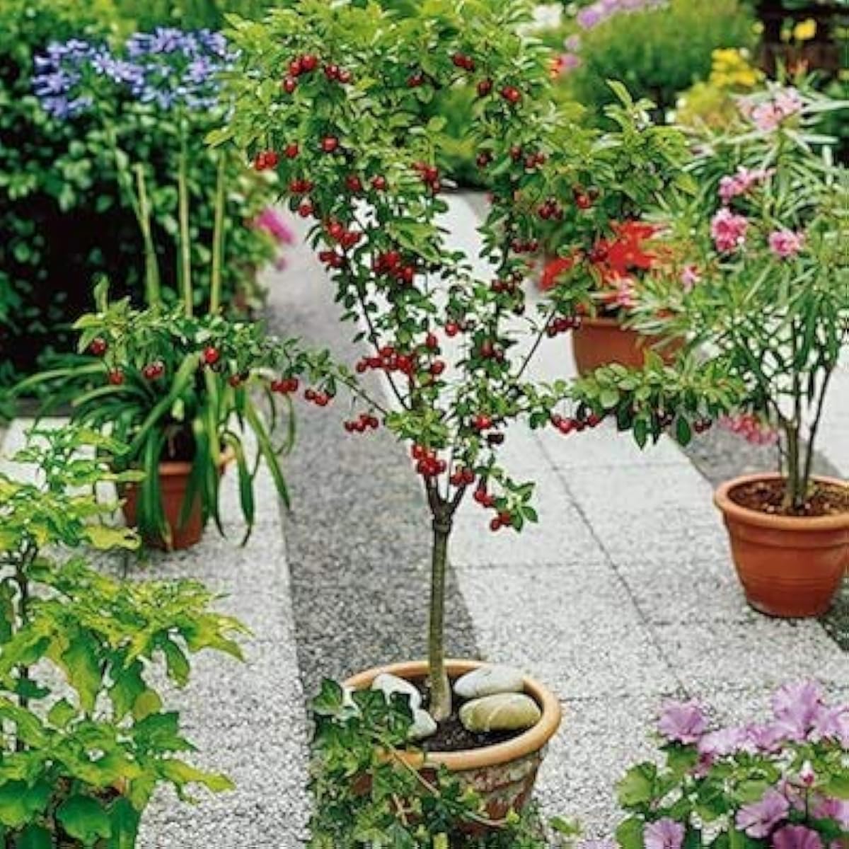 Dwarf Cherry Tree Seeds – Self-Fertile Fruit Tree for Indoor &amp; Outdoor Planting – Up to 50%