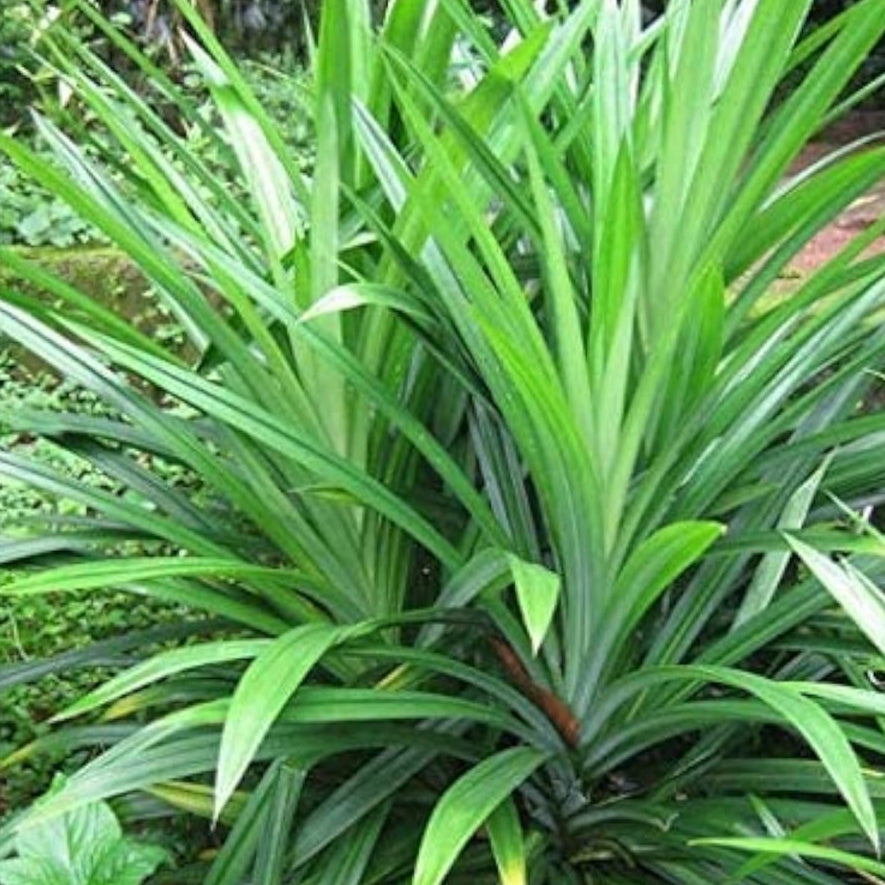 Pandan Seeds