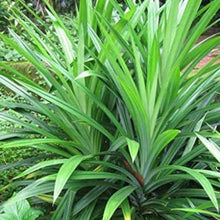 Pandan Seeds