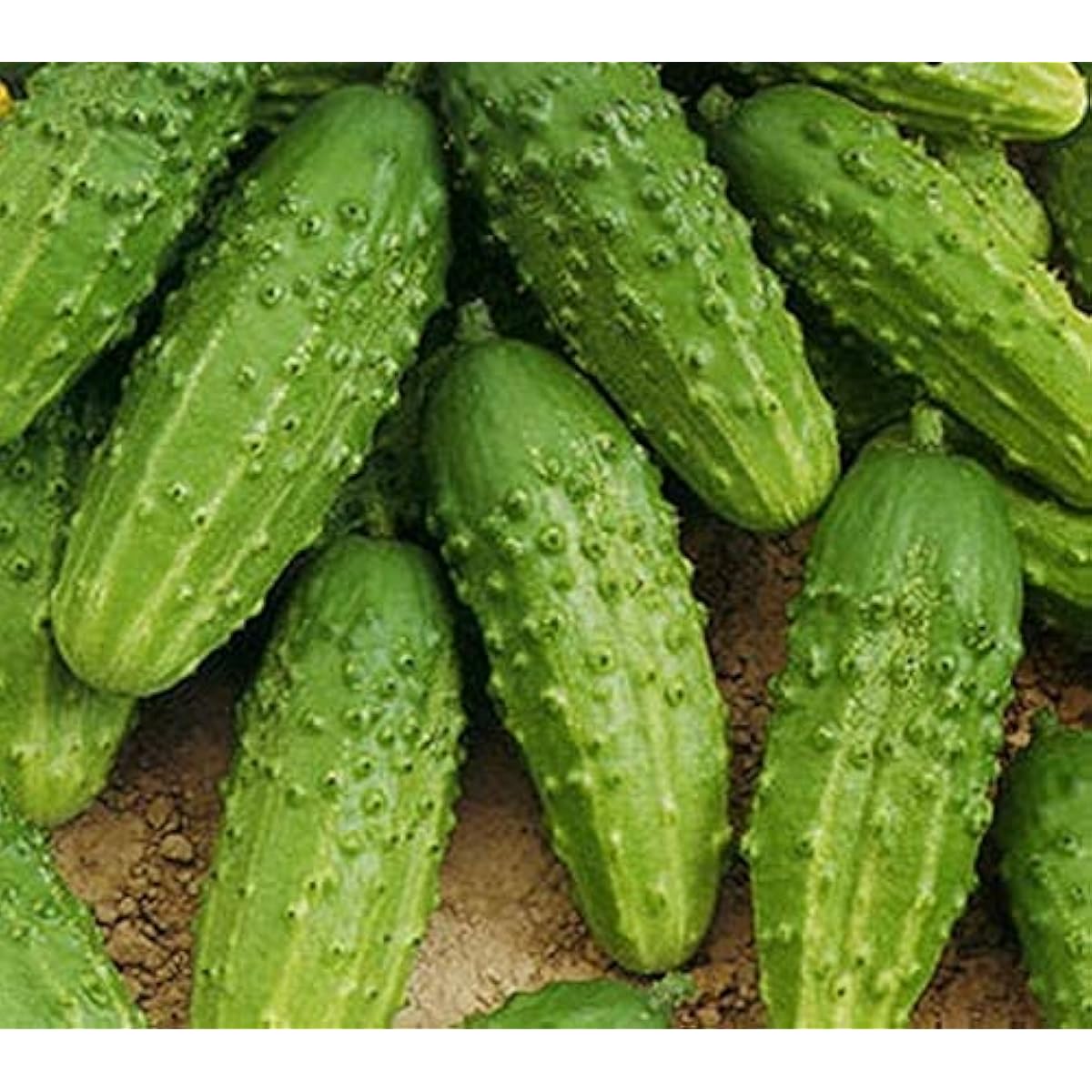Nezhin Pickling Cucumber Seeds – Crisp Heirloom Variety – up to 50%
