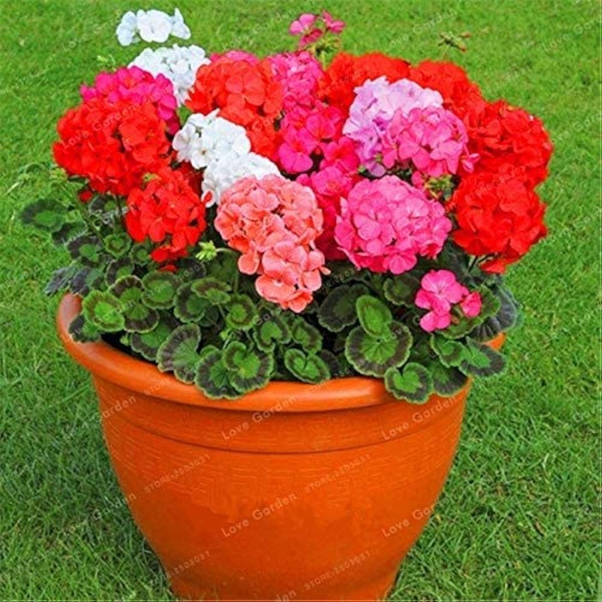 Apple Blossom Geranium Seeds up to 50%