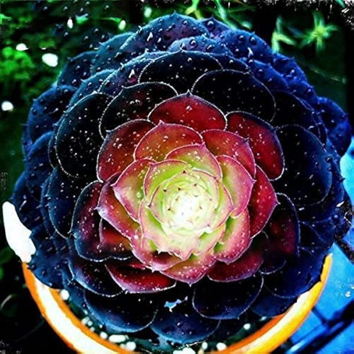 Peony Succulent Seeds – Unique Decorative Bonsai Plants – up to 50%