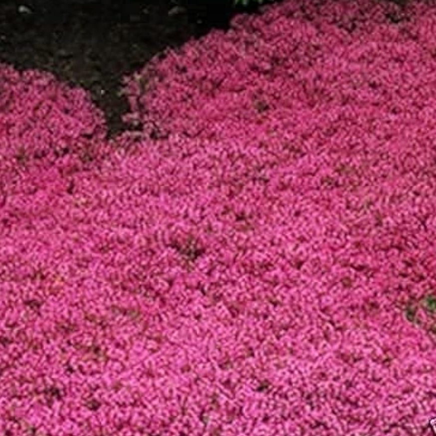 Creeping Thyme - Magic Carpet  up to 50%