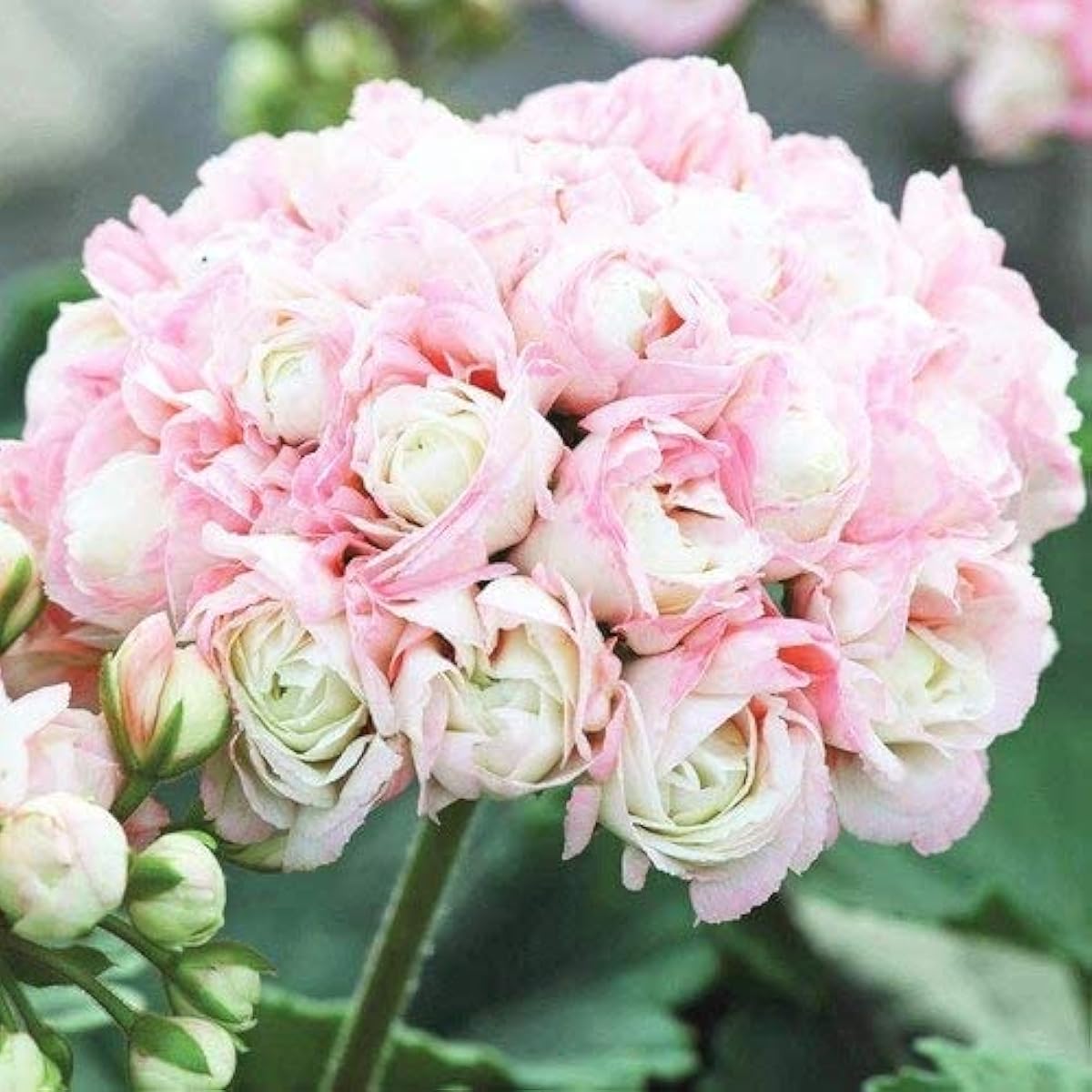 Apple Blossom Geranium Seeds up to 50%