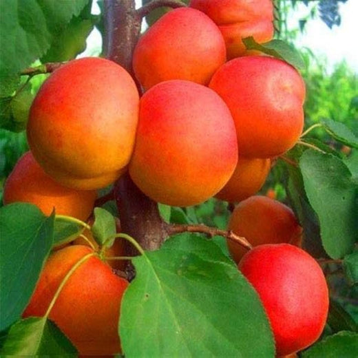 Apricot Tree Seeds