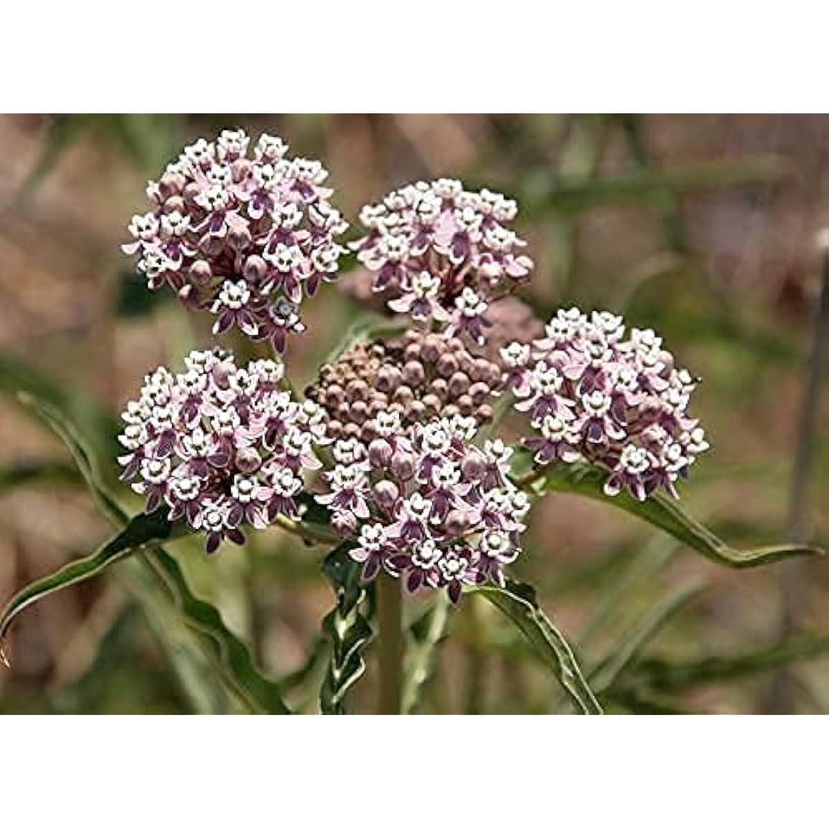 Asclepias fascicularis – Narrow Leaf Milkweed Seeds for Pollinator-Friendly Gardens up to 50%