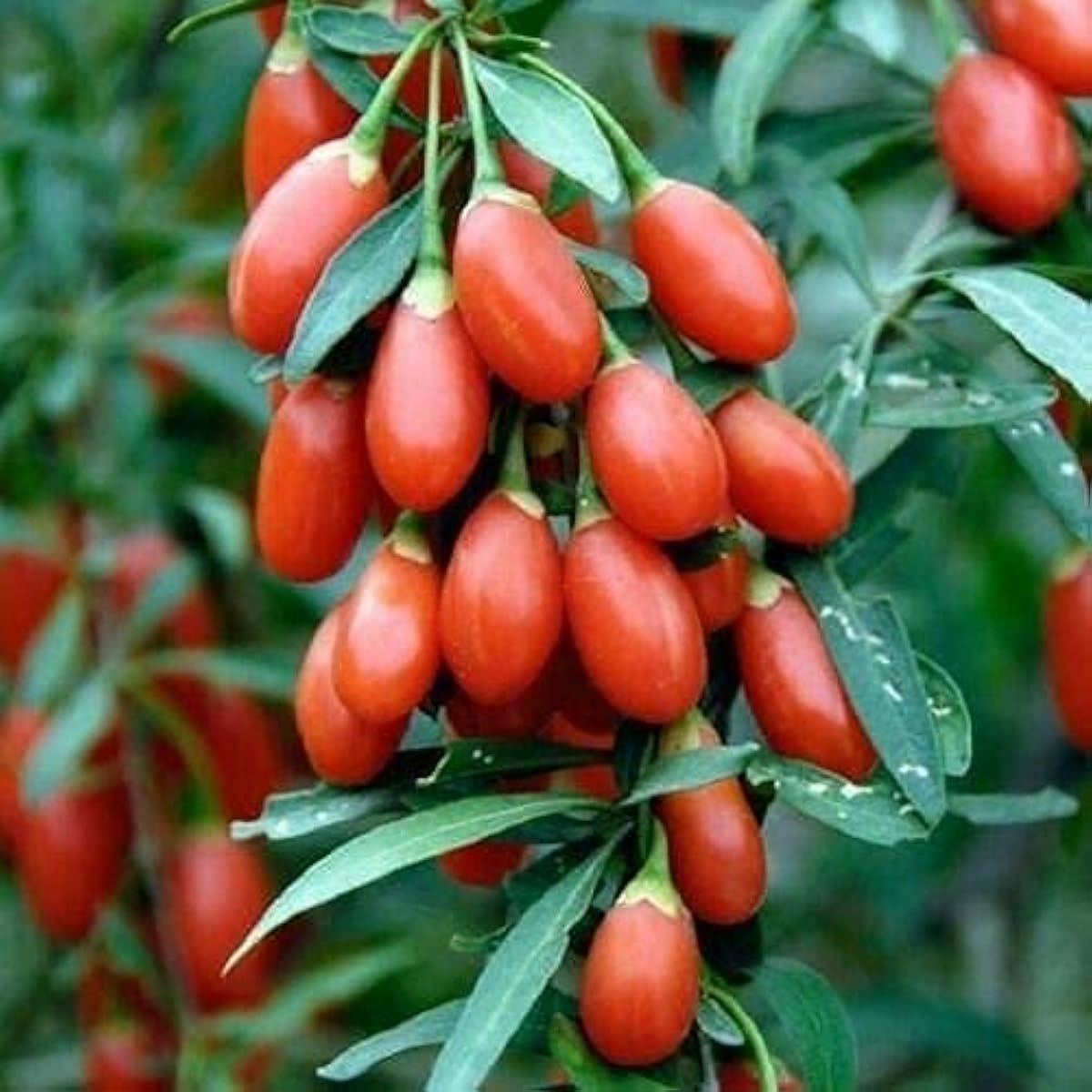Goji Berry Seeds Up to 50%