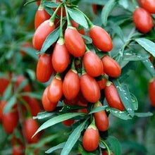 Goji Berry Seeds