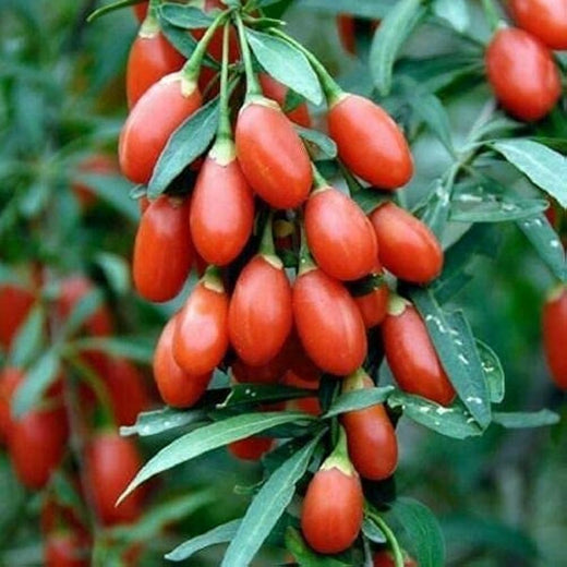 Goji Berry Seeds