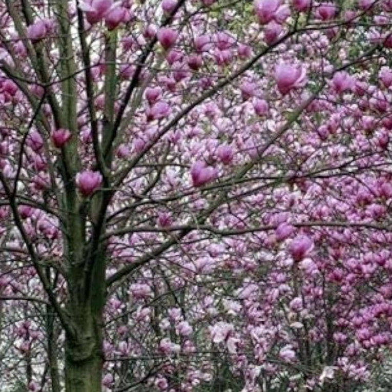 Magnolia Tree Seeds - prime day up to 50%
