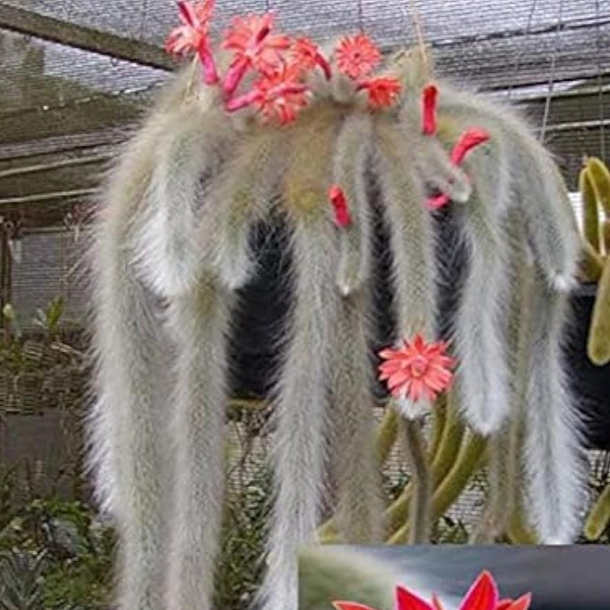Monkey Tail Cactus Seeds – prime day up to 50%