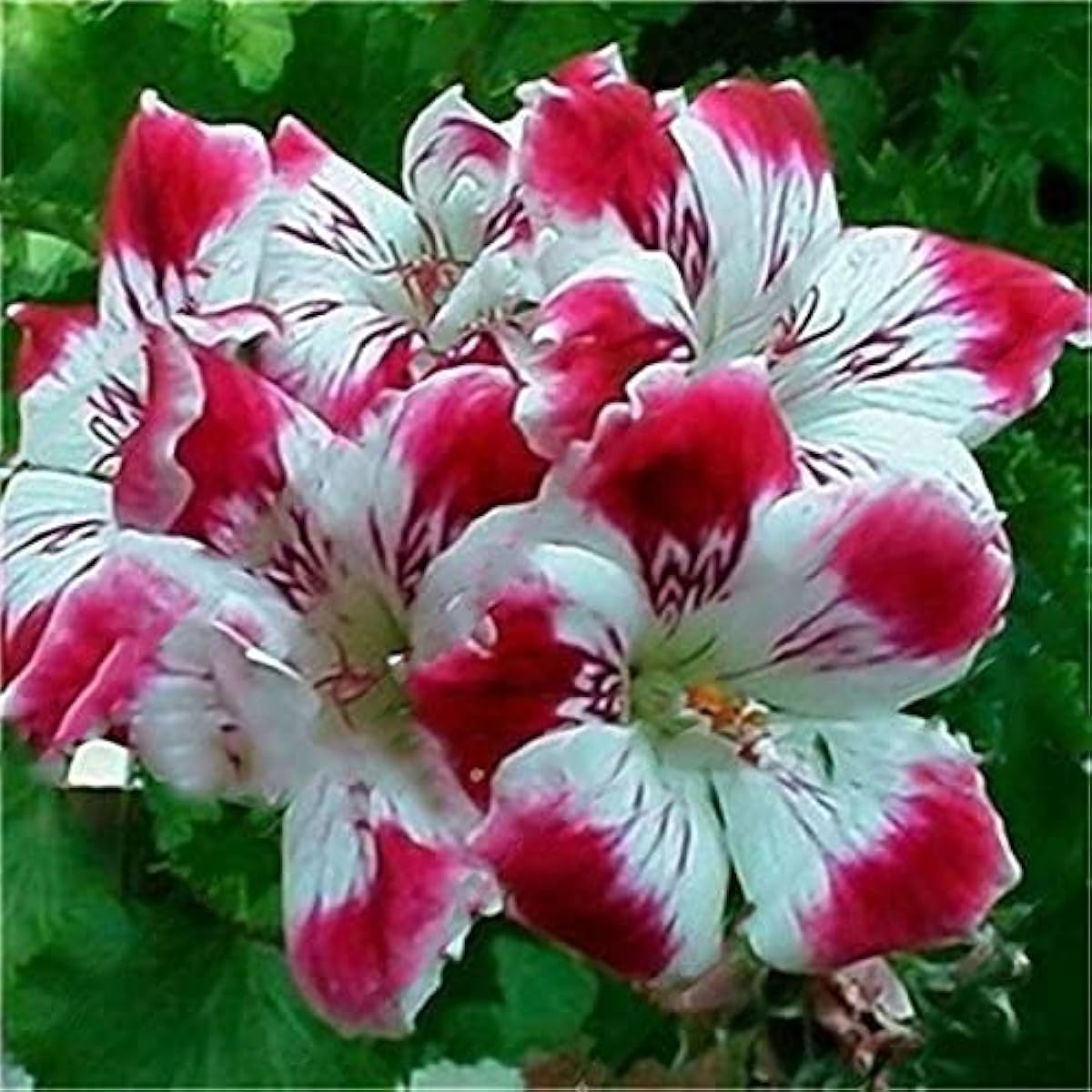 Garden Geranium Flower Seeds Up to 50% Off