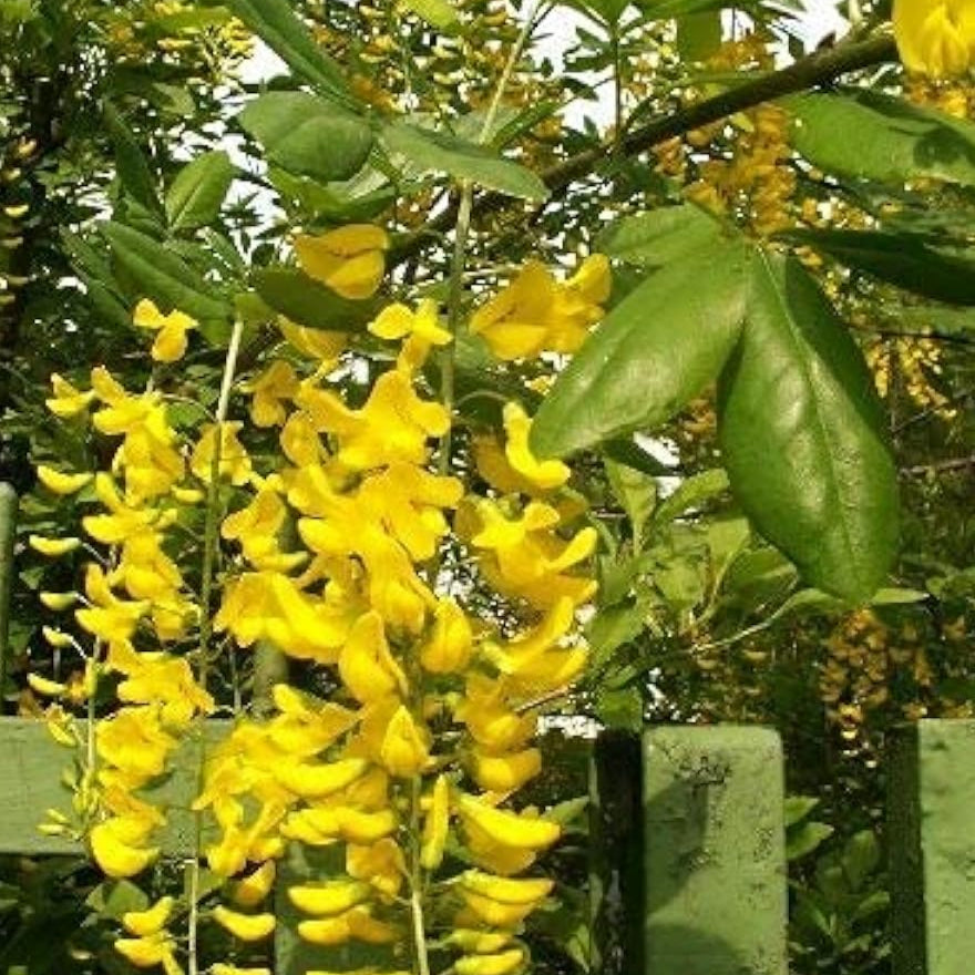 Yellow Laburnum Seeds – up to 50%