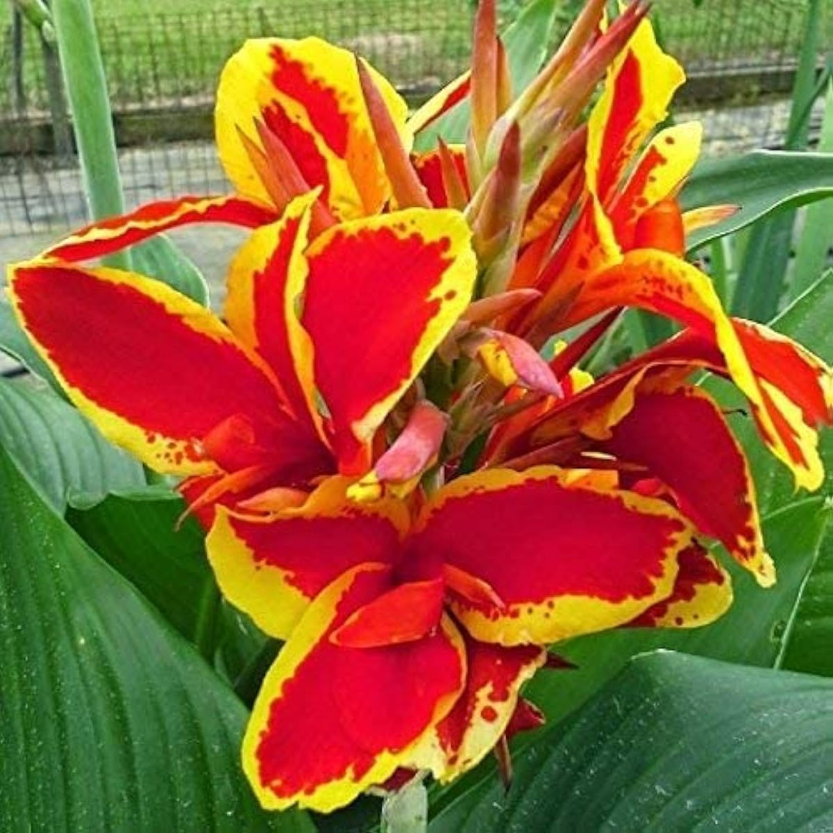 Yellow Red Canna Lily Seeds Up to 50% Off