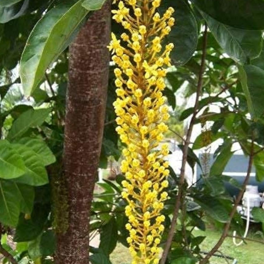 Yellow Laburnum Seeds – up to 50%