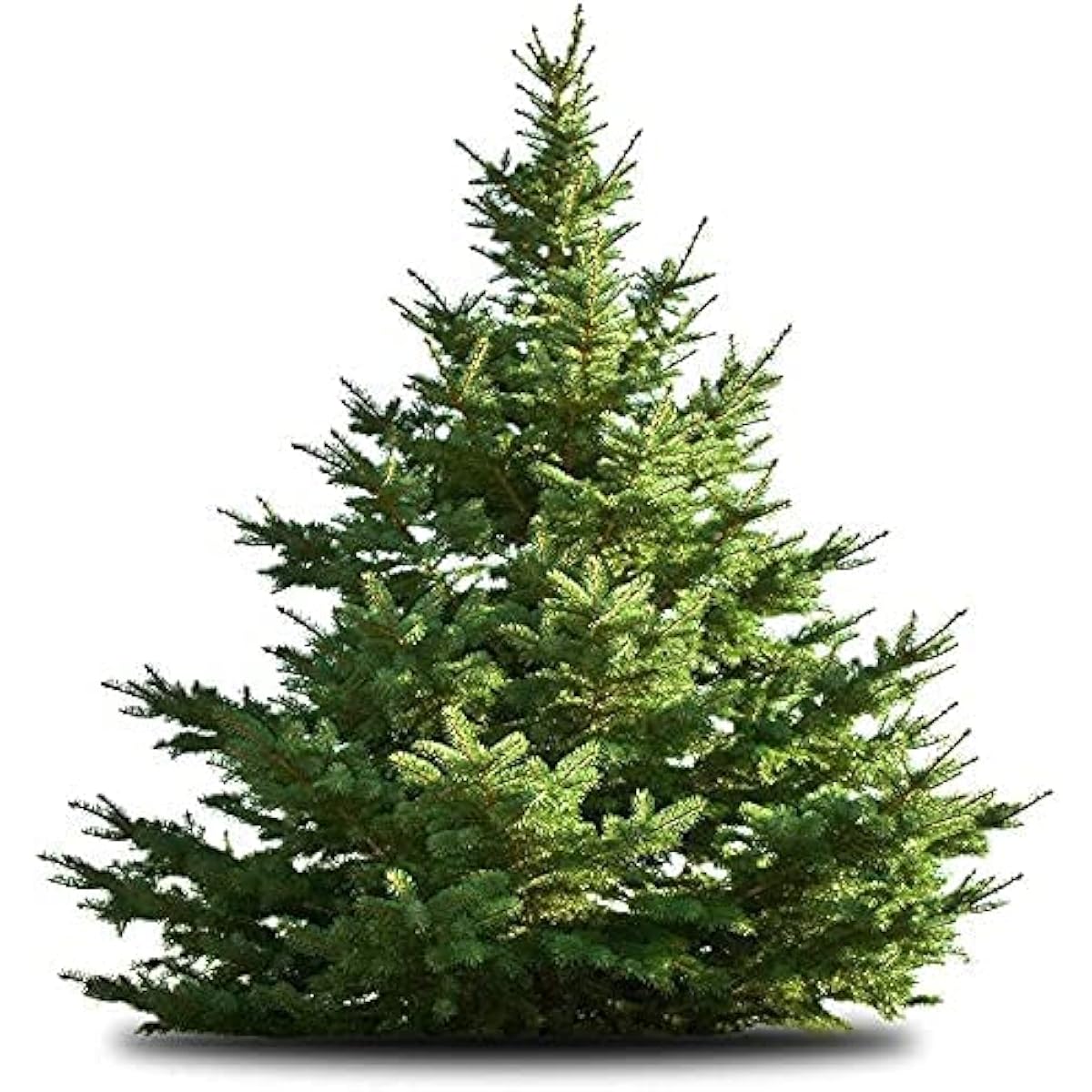 White Pine Tree (Pinus strobus) Up to 50%