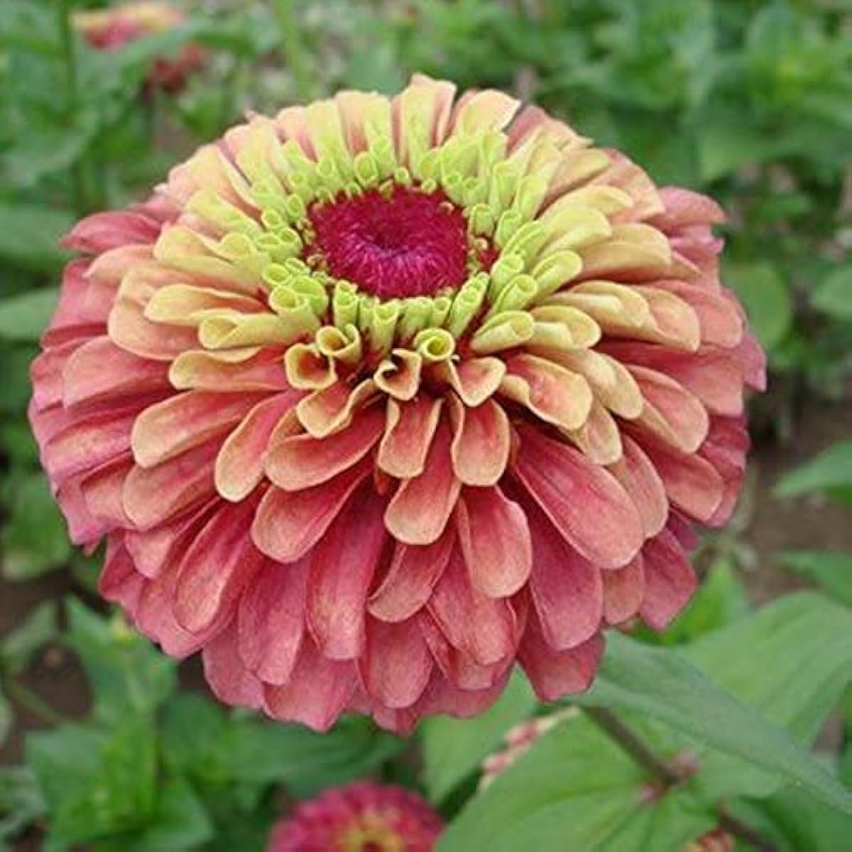 Zinnia &#39;Queen Lime Red&#39; – Unique Bi-Color Blooms | Easy-to-Grow Annual Flower Seeds Up to 50%