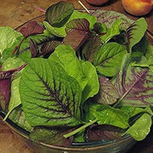 Red Stripe Amaranth Seeds