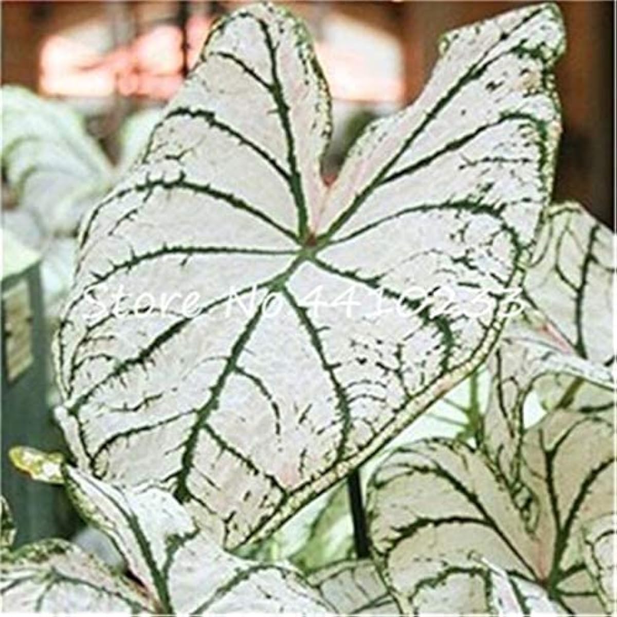 Salmon Pink Caladium Seeds up to 50%