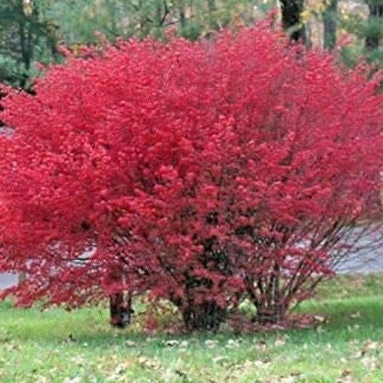 Burning Bush Shrub Seeds Up to 50% Off