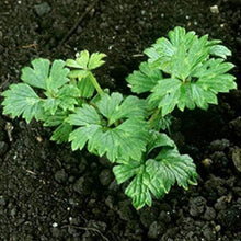 Mixed Heuchera Flower Seeds