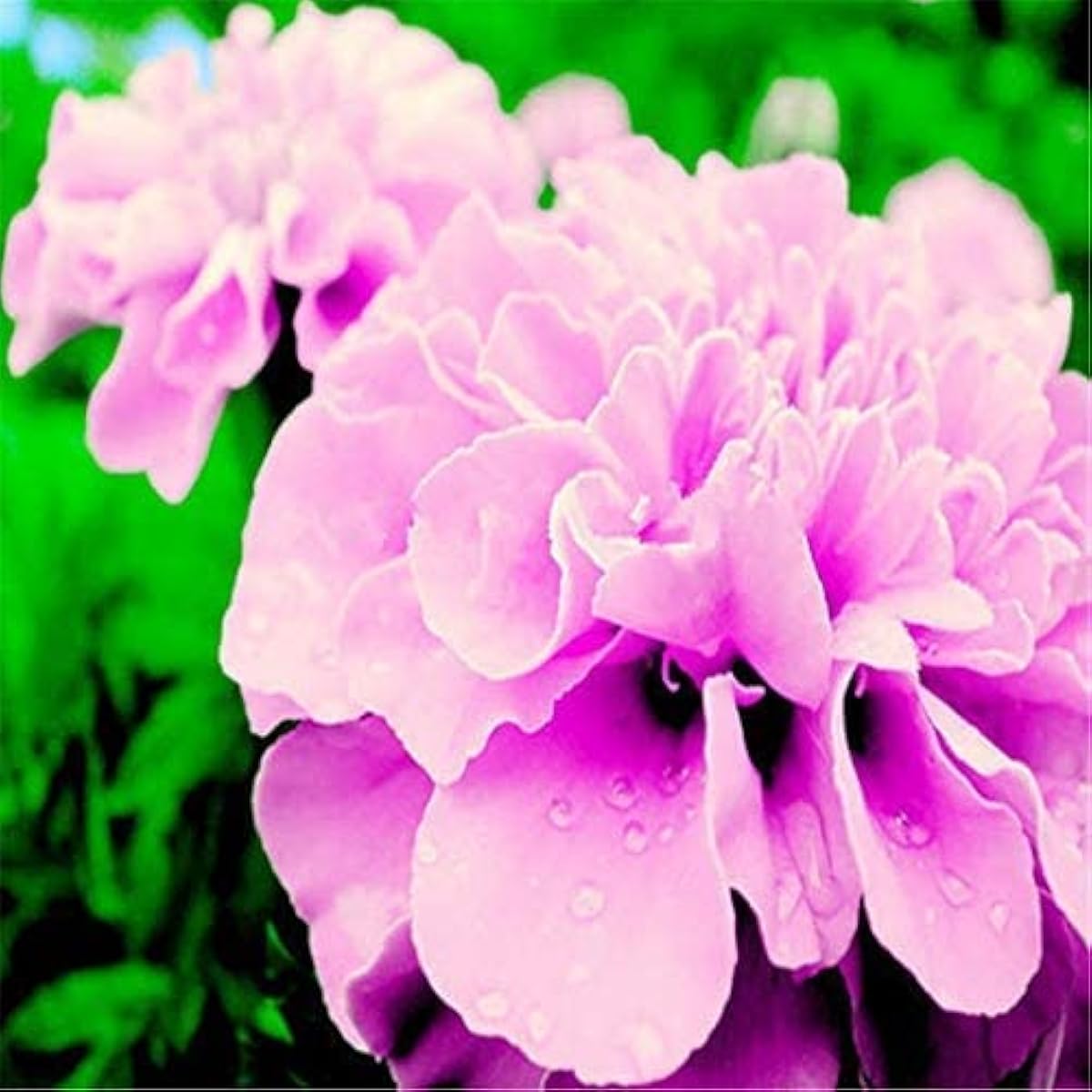 Pink French Marigold Seeds – prime day up to 50%
