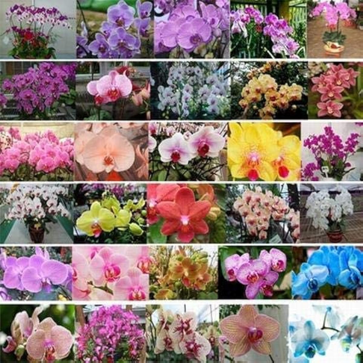 Mixed Phalaenopsis Orchid Seeds up to 50%