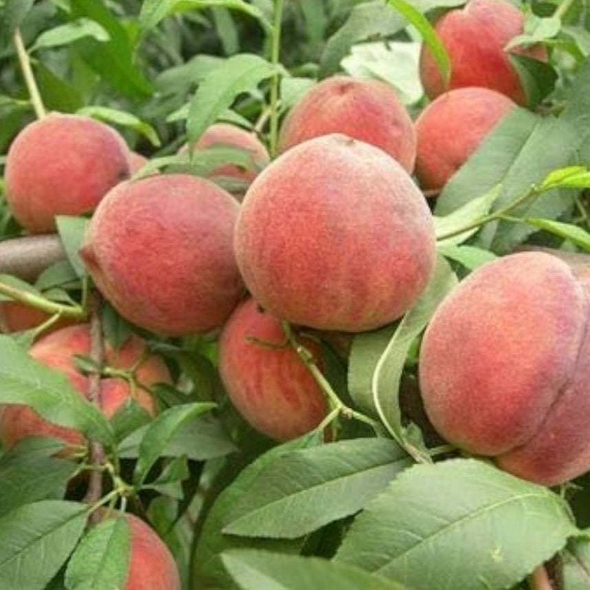 Apricot Seeds – up to 50%
