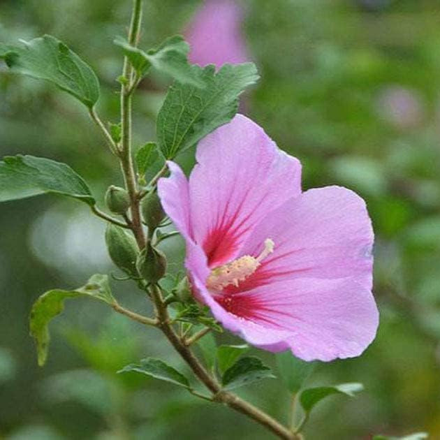 Giant Hibiscus Seeds – Rare Perennial Flower for Garden & Home – up to 50%