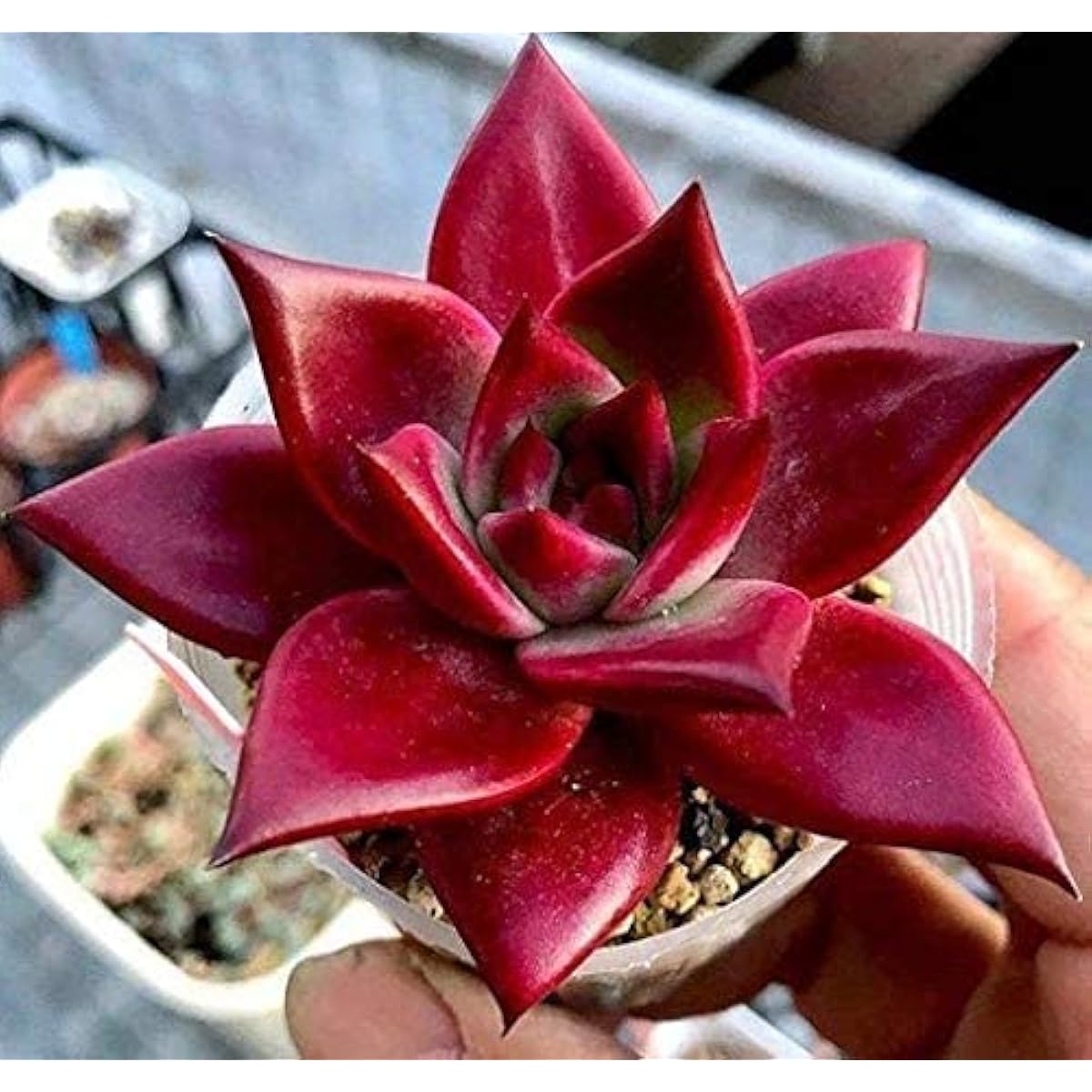 Echeveria Agavoides Seeds up to 50%