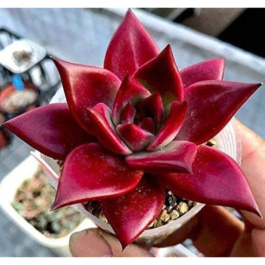 Echeveria Agavoides Seeds