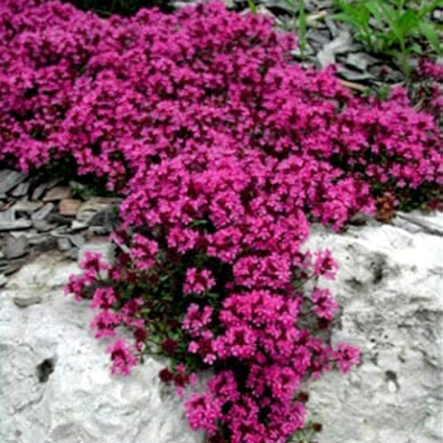 Red Creeping Thyme Groundcover Seeds Up to 50% Off