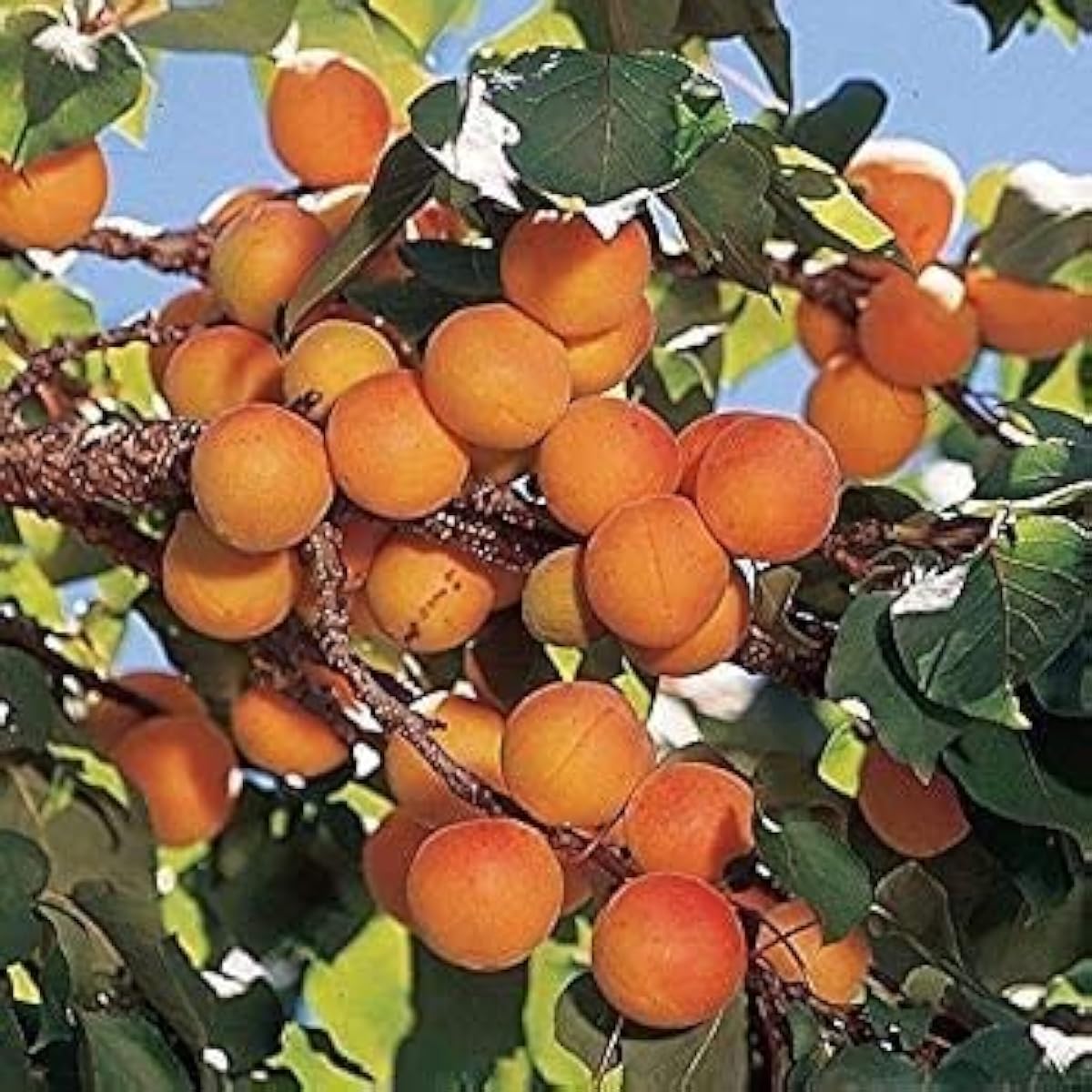 Manchurian Apricot Seeds prime day up to 50%