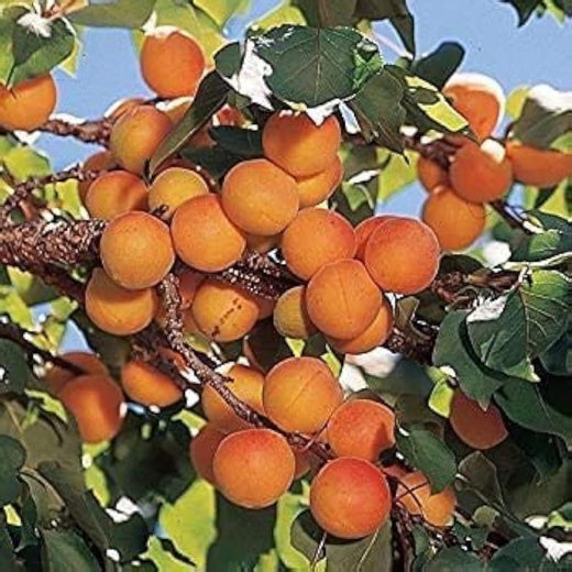 Manchurian Apricot Seeds