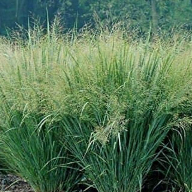 Switch Grass Ornamental Seeds Up to 50% Off