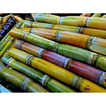 Sugar Cane Plant Seeds Up to 50% Off