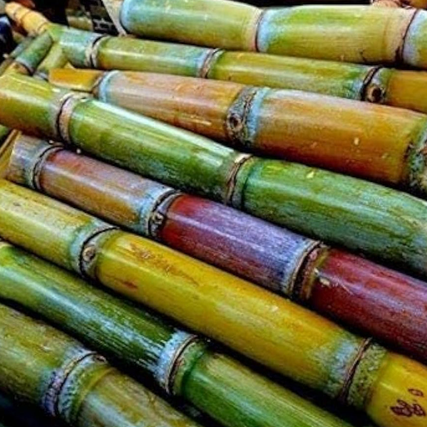 Sugar Cane Plant Seeds Up to 50% Off