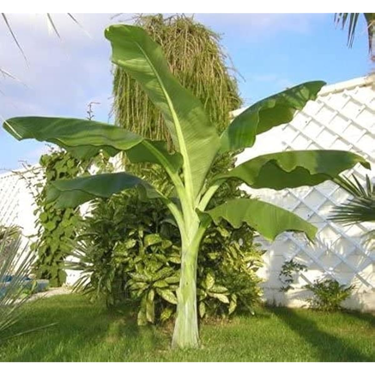 Ensete glaucum（Snow Banana）seeds up to 50%