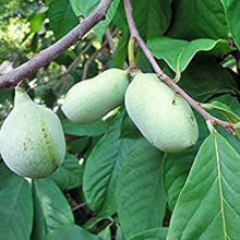 Pawpaw Tree Seeds